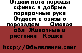 Отдам кота породы сфинкс,в добрые,порядочные руки!Отдаем в связи с переездом.. - Омская обл. Животные и растения » Кошки   